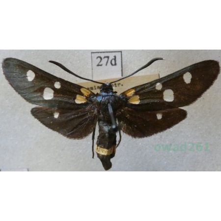 Zygaena ephialtes (Linnaeus, 1767) Kraśnik goryszowiec Czech27d